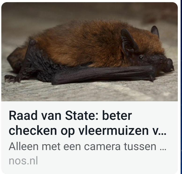 vleermuis en advies tot betere controle vooraf aan het isoleren van woningen