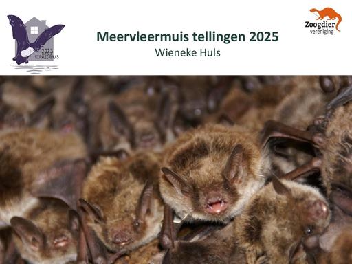 NEM meervleermuis portal en tellingen proco's en telleiders 2025