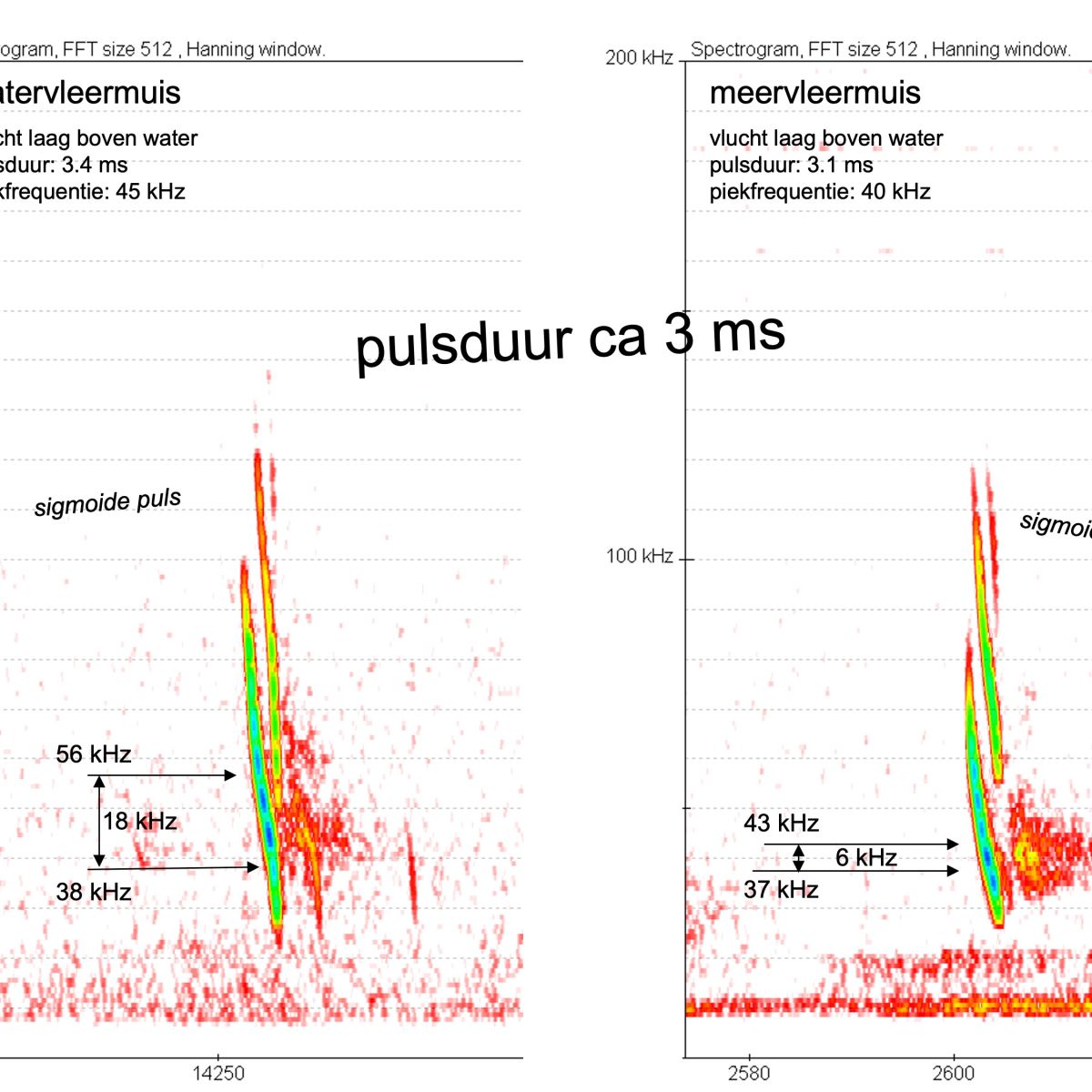 Woensdagweetje 5 juli: Herkenning meervleermuis geluid