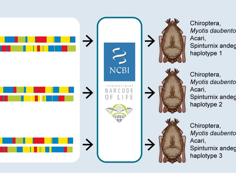 dna structuur mijten en vleermuizen