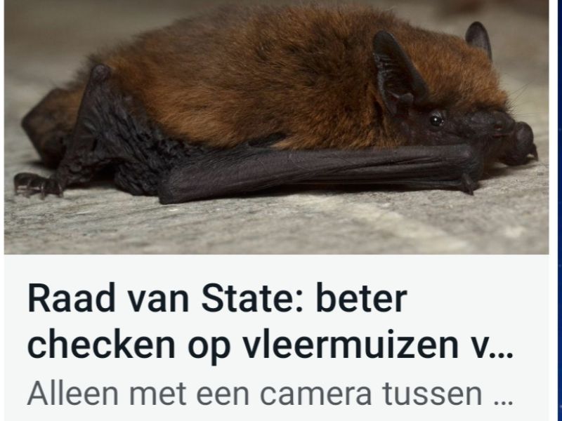 vleermuis en advies tot betere controle vooraf aan het isoleren van woningen