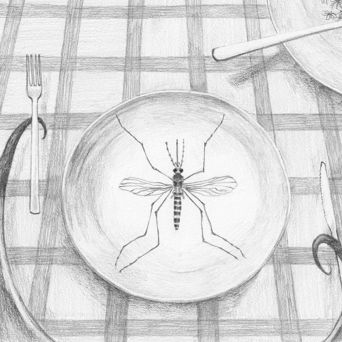 vleermuis eet een mug van een bord