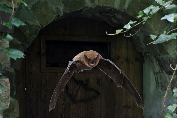 Een gewone dwergvleermuis onderweg in de Duitse deelstaat Noordrijn-Westfalen.Beeld Getty