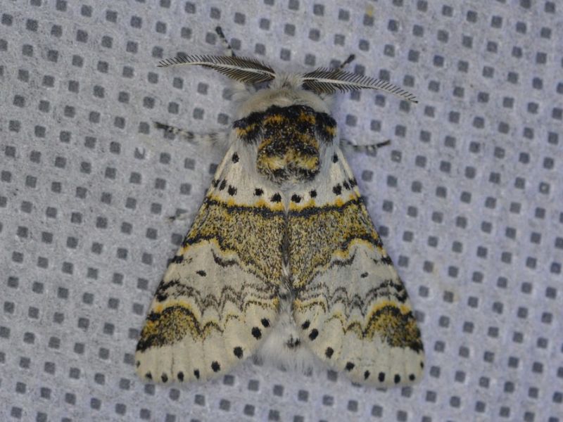 kleine hermelijn vlinder