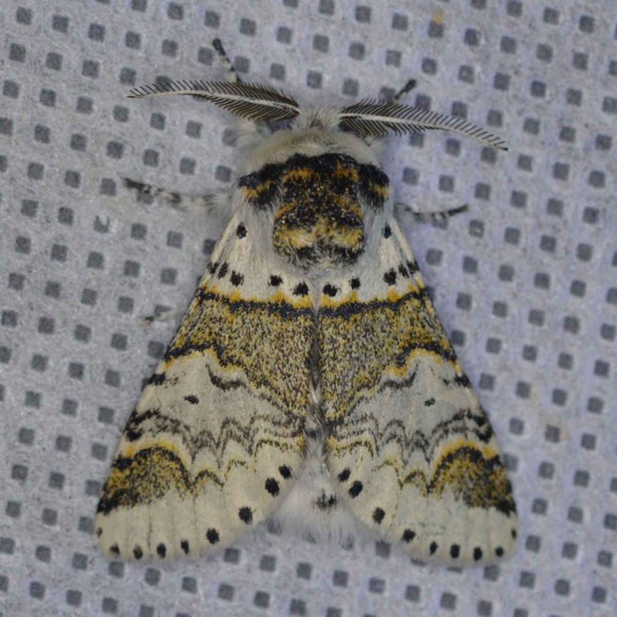 kleine hermelijn vlinder