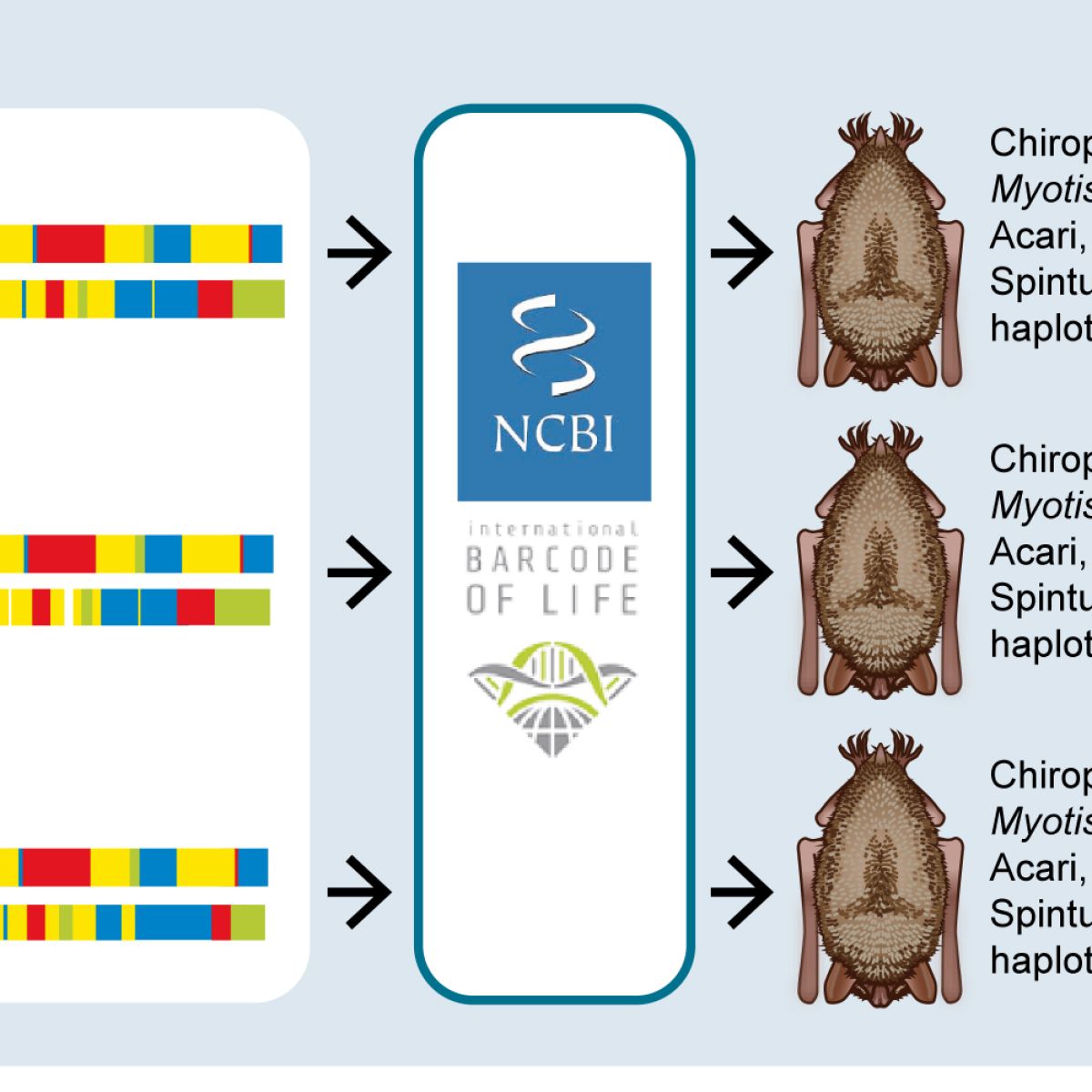 dna structuur mijten en vleermuizen